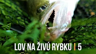 Lov Zubáča Candáta a Šťuky Štiky na Živú Rybku 5 🐬 Sezóna 2021 | Rybárske Videá s Demexom