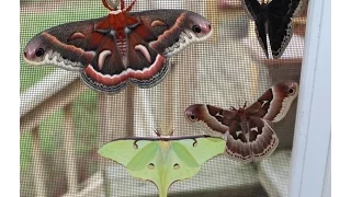 Giant Moths!!!