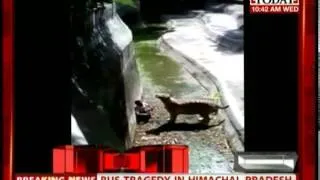 Horrific video of the White Tiger mauling the youth in the Delhi zoo-I