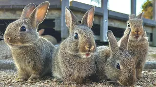 Only here in the world!An island full of rabbits 🐰This island has a secret ⚠️