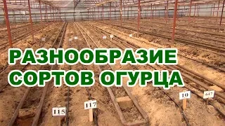 Разнообразие сортов огурца, которые будем выращивать в теплице на летне-осенний оборот (03-08-2018)