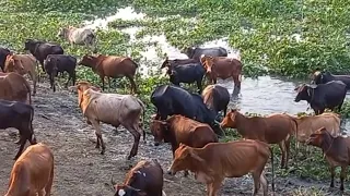 100+ cows#cows #Bangladesh