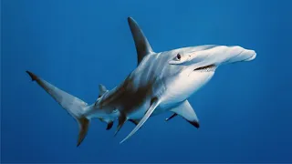 Гигантская акула молот