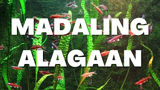 5 Halaman na Pang-Aquarium na Madaling Alagaan | Raffle Contest Winner & New Giveaway