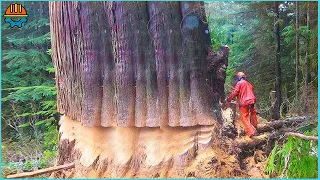 Extreme Dangerous Huge Trees Felling Skill In The Amazon Forest With Chainsaw Machines