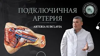 Подключичная и подмышечная артерии / ARTERIA SUBCLAVIA