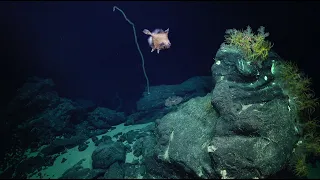 Underwater Majesty | Seamounts of the Southeast Pacific - Week 3