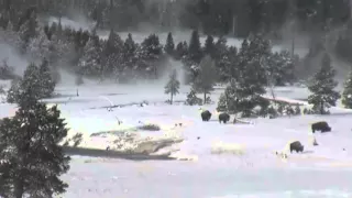 Bigfoot in Yellowstone National Park Breakdown