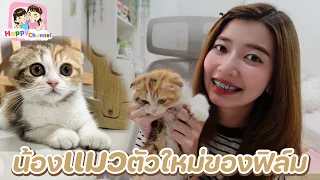 น้องแมวตัวใหม่ ของฟิล์ม น่ารักมาก Happy Channel