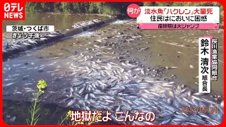 【何が】淡水魚「ハクレン」大量死　住民は強烈なにおいに困惑　茨城