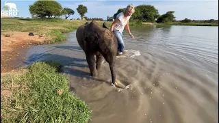 Baby Elephant Phabeni Fully Submerges in the Water of the Dam!
