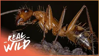 The Secret Life Of Insects (Wildlife Documentary) | Real Wild