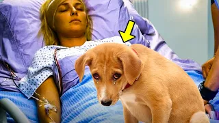 This Dog Cried When His Owner Passed Away. Hours Later, Something Unbelievable Happened!