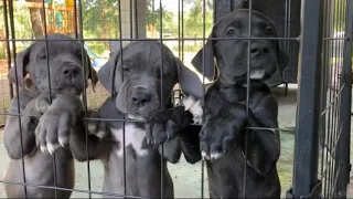 Day in the life with litter of Cane corso puppies