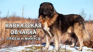 КАВКАЗСКАЯ ОВЧАРКА. Плюсы и минусы породы CAUCASIAN SHEPHERD DOG