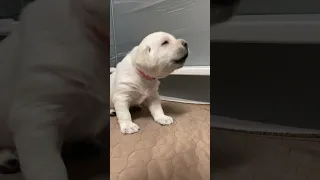 Her smile at the end 🥹🥰🐾 #puppy #labrador #shorts