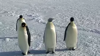 Close Encounters of the Emperor Penguin Kind