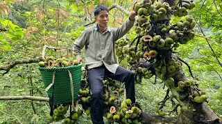 Harvesting Natural Fruit Garden goes to the market sell | Solo Survival