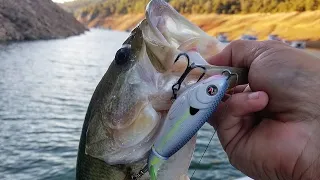 Insane WHOPPER PLOPPER Bite! Oroville Lake