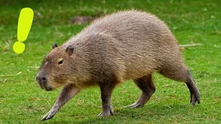 Капибары едят капусту / Capybara eat cabbage