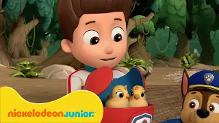 PAW Patrol : La Pat' Patrouille | La Pat' Patrouille sauve des bébés animaux ! | Nickelodeon Jr.