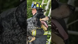 Dog gets stuck up a tree after chasing cat, needs firefighters to rescue him #shorts #757