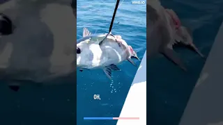 Shark Takes BITE Out of MASSIVE Tuna! 🦈 #shorts