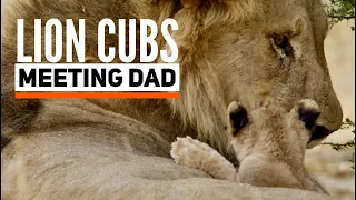 Lion Cubs Meeting Dad for First time and Biting his tail 4k