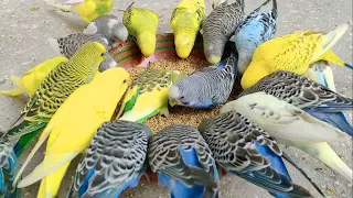 Most Hungry Budgies | Exited For Diet Treat | Loud Singing Sounds