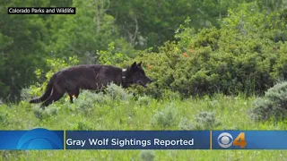 Gray Wolf Sightings Reported In Colorado