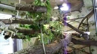 Grüne Leguane (Iguana iguana) fressen Brennessel und Zaunwinde