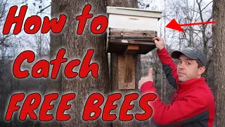 🔵How to catch swarms of honey bees!!