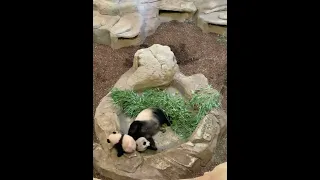 Zoo Beauval - bebe panda et sa maman