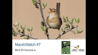 MarshWatch 2024 - Webinar 7: Bird ID Session 6