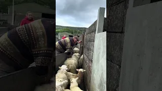 Sheep sorting out lambs for notching and dosing dagging #farming #sheep #food #sheepdog