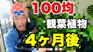 １００均観葉植物の4ヶ月後が凄い　　　【園芸超人カーメン君】【超人的育て方】