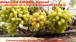 Виноград Юлиан - ранний, грозди по 1,5 кг, красивый, вкусный,  даже не окрашенный уже вкусный!