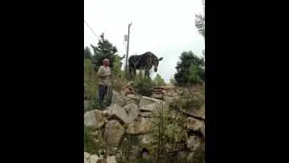 Man gets attacked by moose