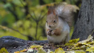 О белке с глазиком / About a squirrel with an eye