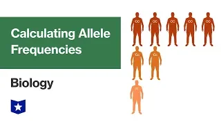 Calculating Allele Frequencies | Biology