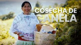 ¿Cómo se Cosecha la CANELA? Zozocolco, Veracruz | Documental