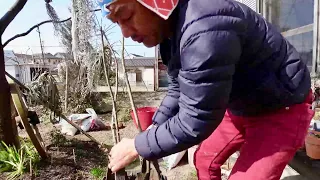 植物の調子が悪いと感じたらまずやる作業【園芸超人カーメン君】【ブルーベリー】