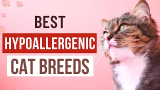 10 Cat Breeds That Are Good For People Having Allergies | 10 Best Hypoallergenic Cat Breeds