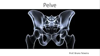 Anatomia da Pelve - Pelve Verdadeira e Falsa, Cavidade Pélvica e Diferenças Sexuais