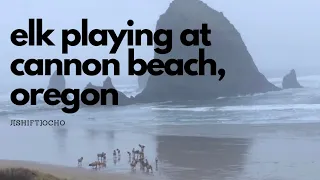 Elk playing at cannon beach, oregon