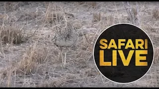 safariLIVE- Sunrise Safari - September 4, 2018