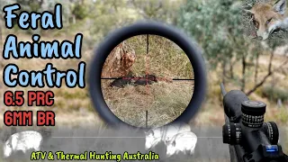 Action Packed Shooting Feral Pigs || Kill Shots with 6.5PRC and Pulsar Optics on a 6mm BR