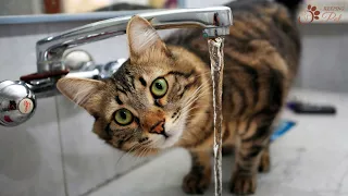 My Cat Not Drinking Water | 10 Tips to Help Your Cat Drink Water