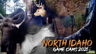 You won't BELIEVE what we saw on our game cameras in North Idaho. Spoiler: wildlife & TRESPASSERS!