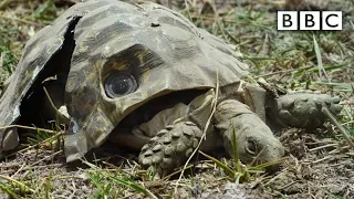 Spy Tortoise squashed by elephant keeps filming | Spy in the Wild - BBC